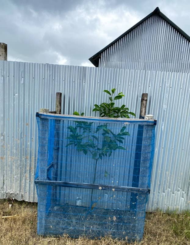 বকুলতলা / Bakultala - Image 1