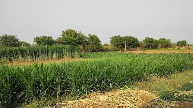 Yekula Krishnaiah Farming Land - Image 1
