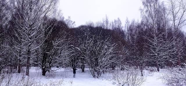 Neveroyatnaya Roshcha Iv-Samostrizhek Na Territorii Parka Mira - Image 1