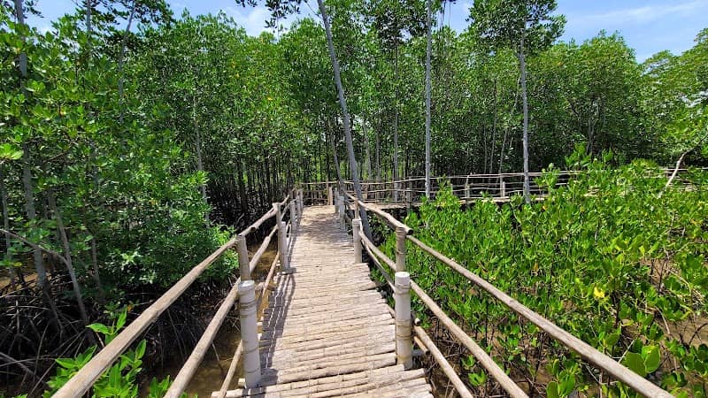 Omagieca Obo-ob Mangrove Garden - Image 1