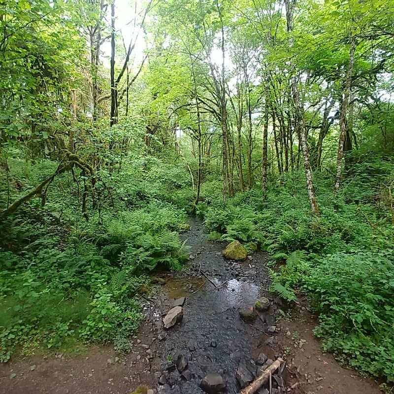 Harvey Creek Trail - NE Red Hills Trailhead - Image 3