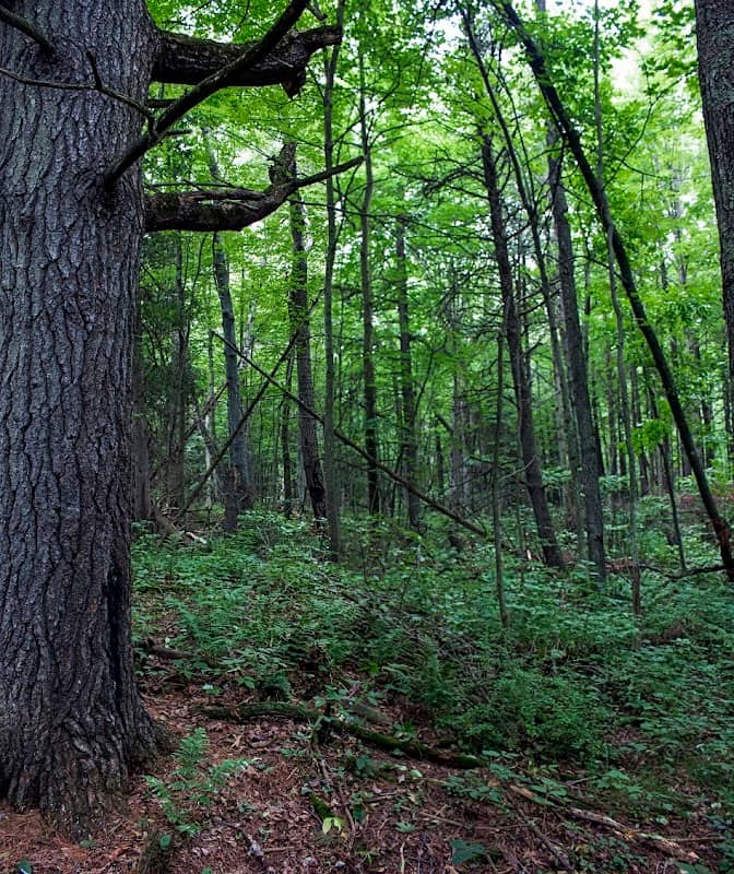 Point Beach Ridges State Natural Area - Image 2