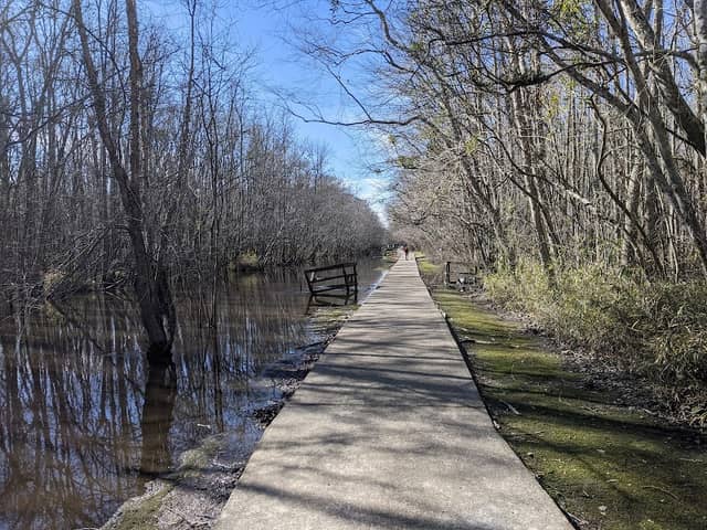 Cashie Wetlands Walk - Image 2
