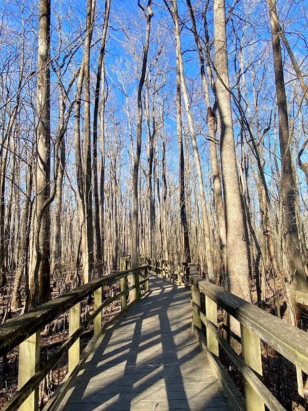 Cashie Wetlands Walk - Image 1