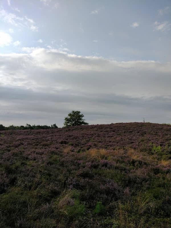 Zwolse bos - Image 1
