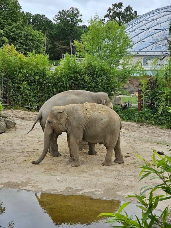 Elefantengehege - Image 1