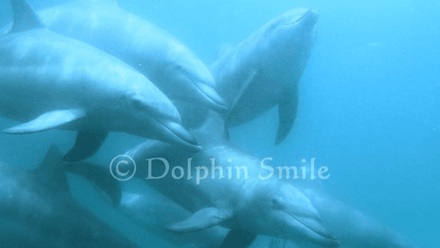 Dolphin Smile - Image 1