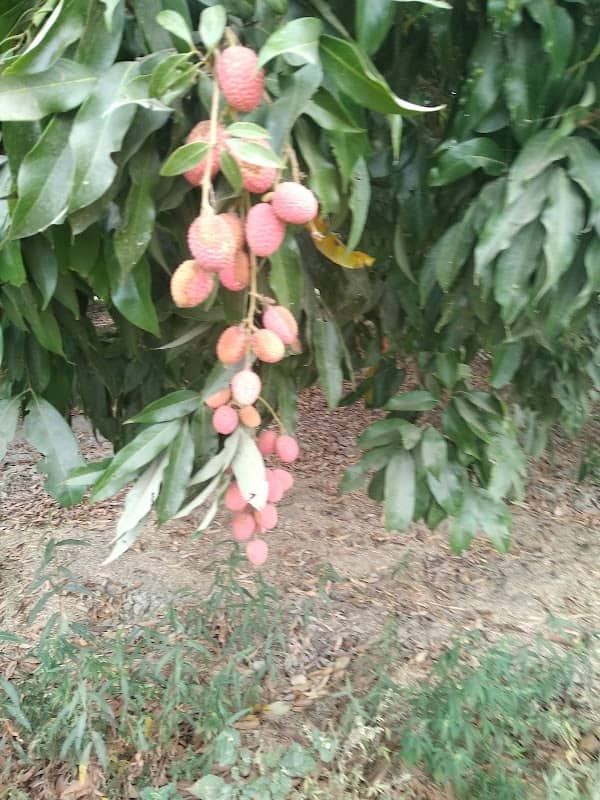 NISHAKAR BHAVAN.NARHAN ESTATE - Image 1