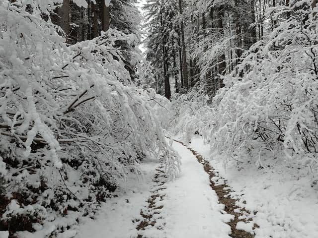 Ortigara/Koprivnik - Image 1