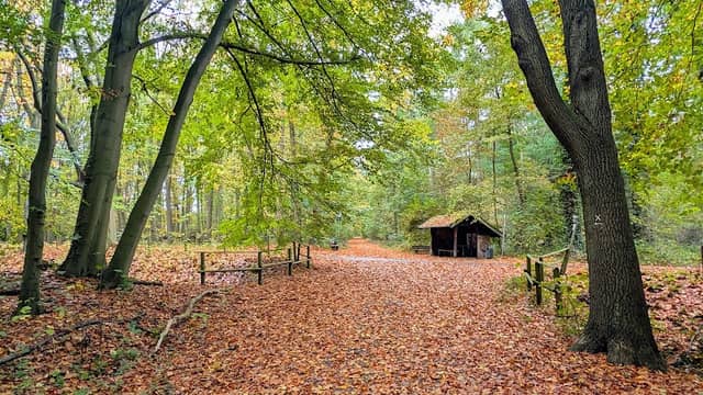 Herbert's Waldhütte - Image 2
