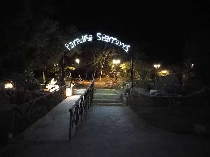 Paradise Sparrows - Image 1
