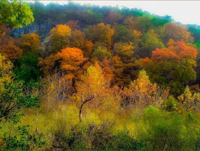 Lost Maples State Natural Area - Image 3