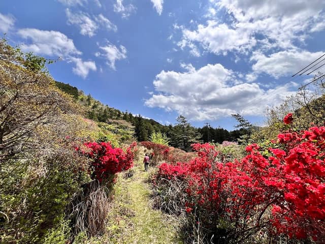 大平つつじ山 - Image 1