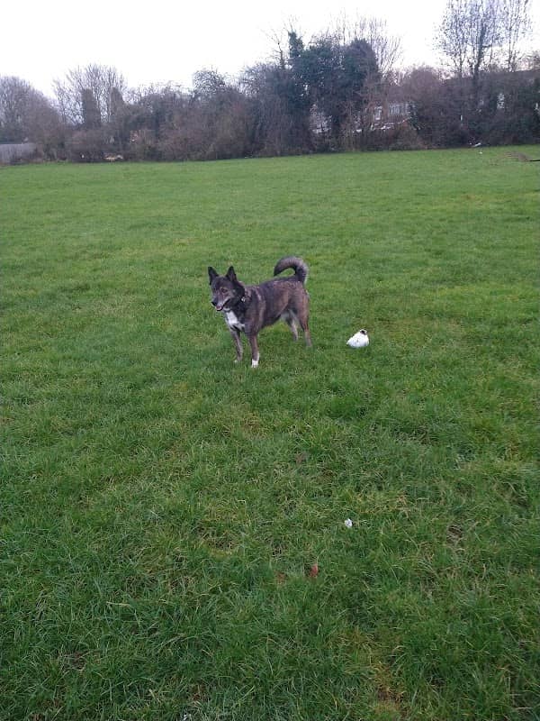 Hen lane park - Image 1