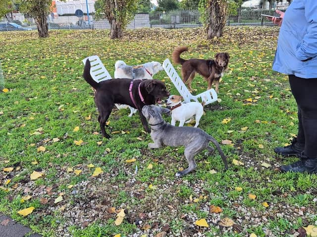 Area Cani Casoria - Image 2