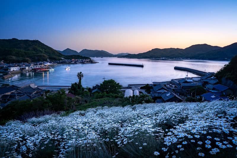 Umagami Pyrethrum Flower Field - Image 2
