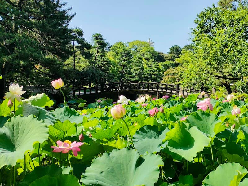 Kochogaike Pond - Image 2