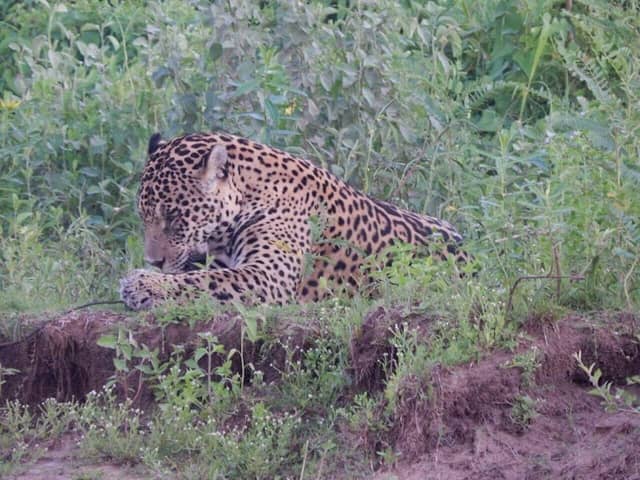 Pantanal Discovery tour to Pantanal and Bonito. - Image 2