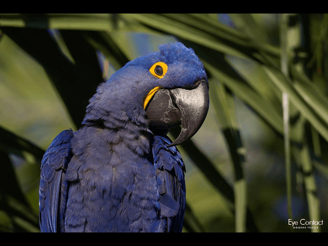 Pantanal Discovery tour to Pantanal and Bonito. - Image 3