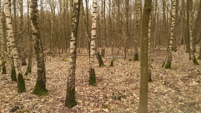 Birkenlandschaft - Image 2