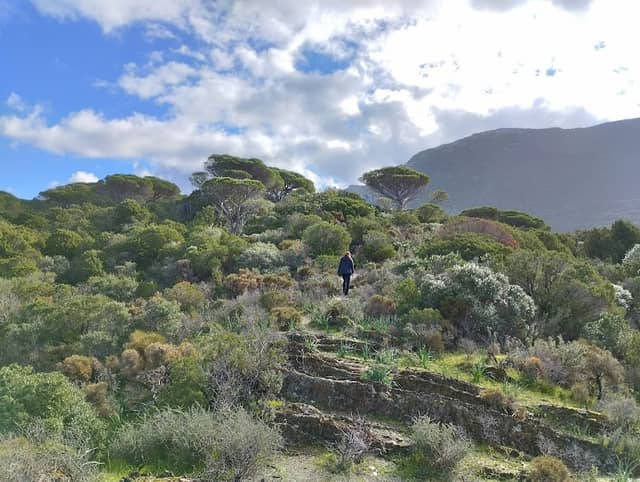 Pineta di Is Compingius - Image 1