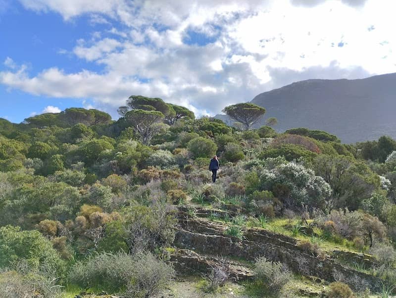 Pineta di Is Compingius - Image 1