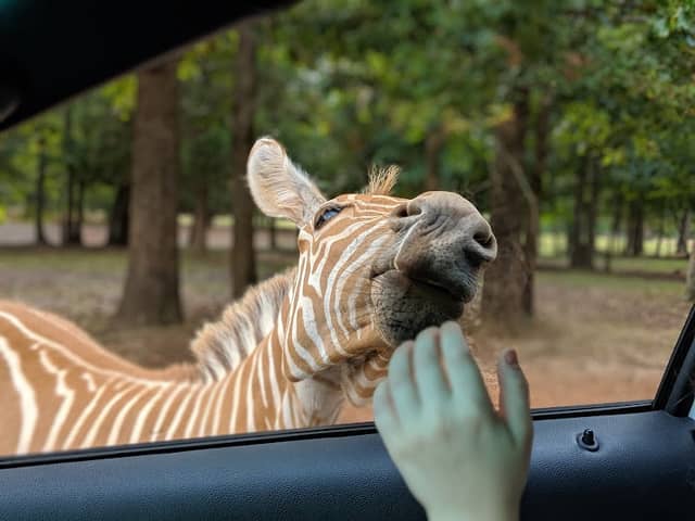 Cherokee Trace Drive-Thru Safari - Image 2