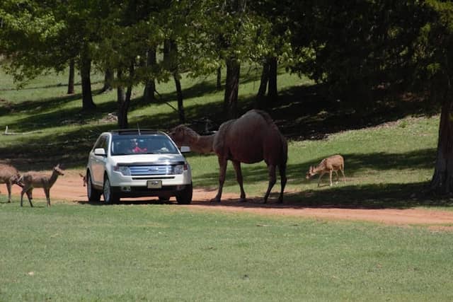 Cherokee Trace Drive-Thru Safari - Image 1