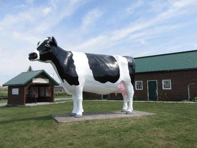 Big Cows - Image 1