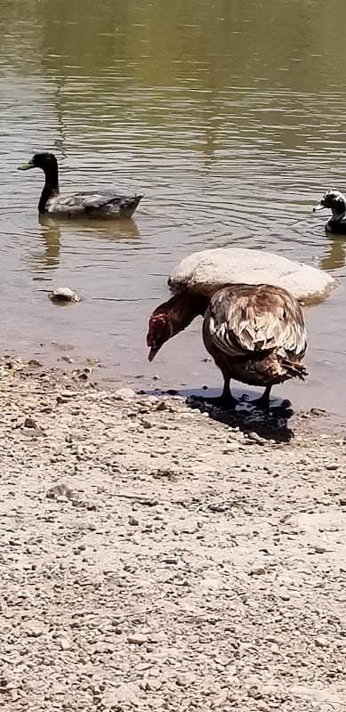 Parowan Pond - Image 2