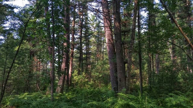Robinson Creek Pines State Natural Area - Image 2