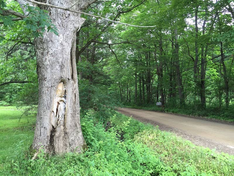 Last of the Ents - Image 1