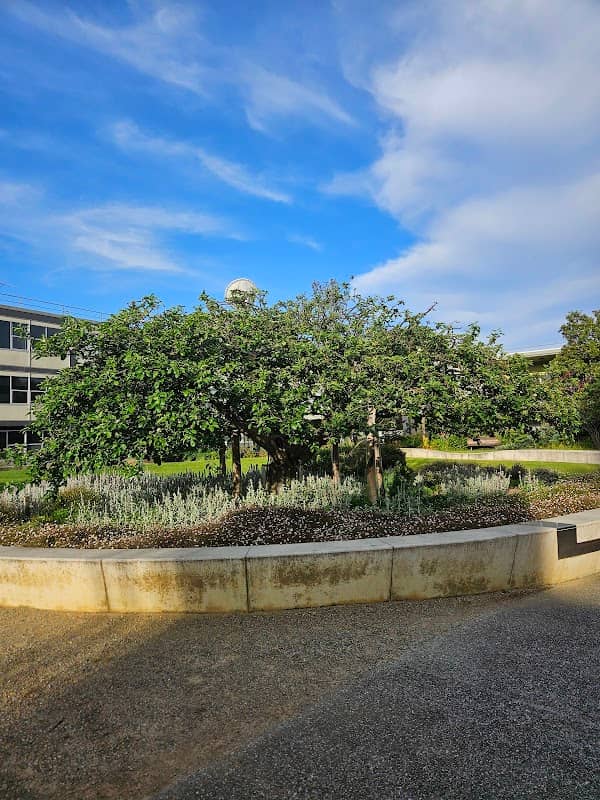 Newton's Apple Tree - Image 2
