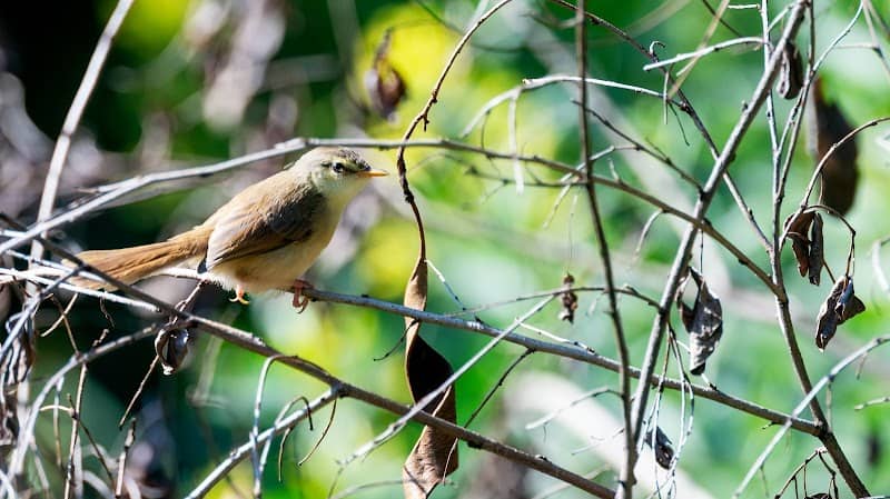 Chamberlain Bird Sanctuary - Image 2
