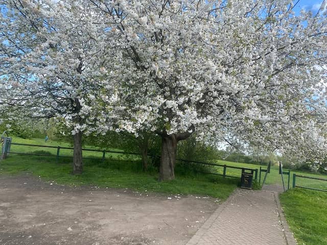 Queen Park - Image 1