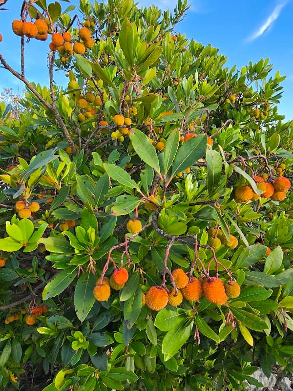 Musorovica - Image 1