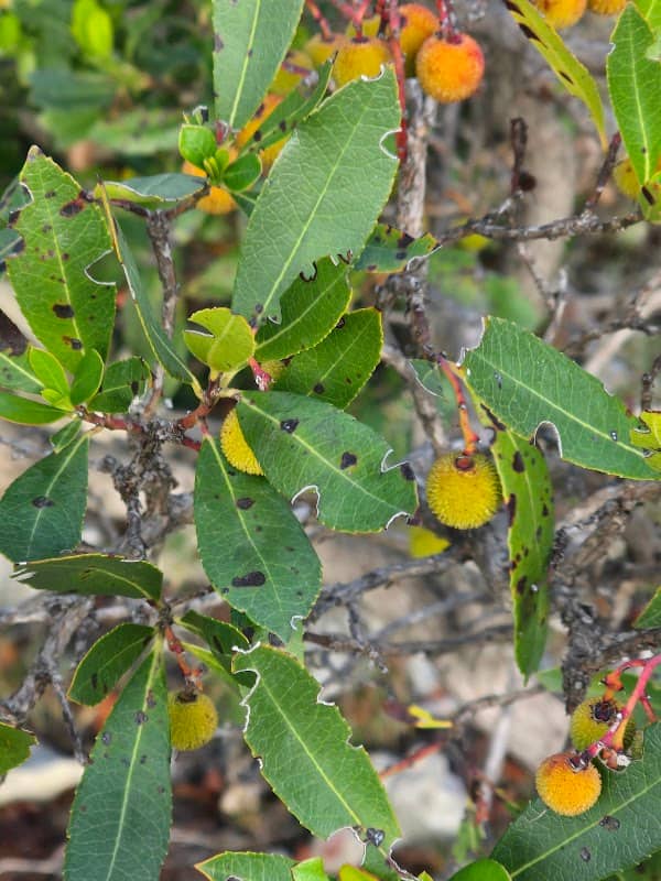 Musorovica - Image 3