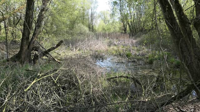 Dél - Őrjeg (Natura 2000 terület) - Image 1