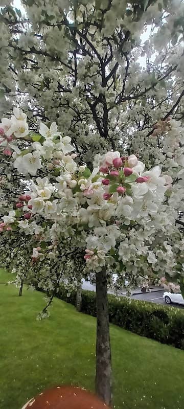 Belfry cherry trees - Image 2