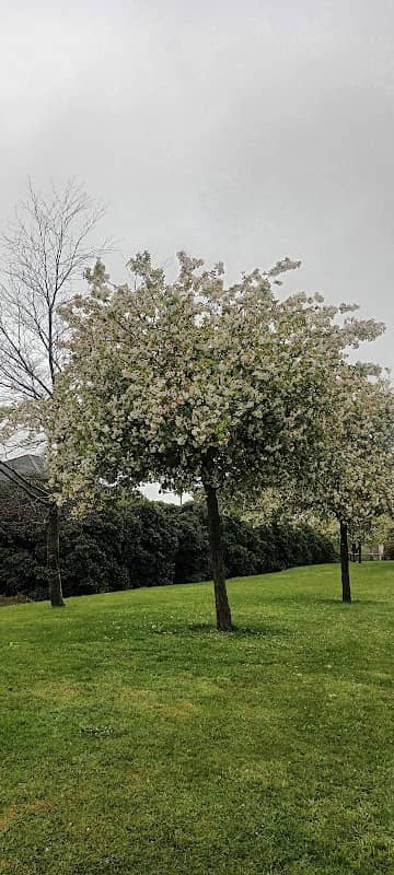 Belfry cherry trees - Image 1