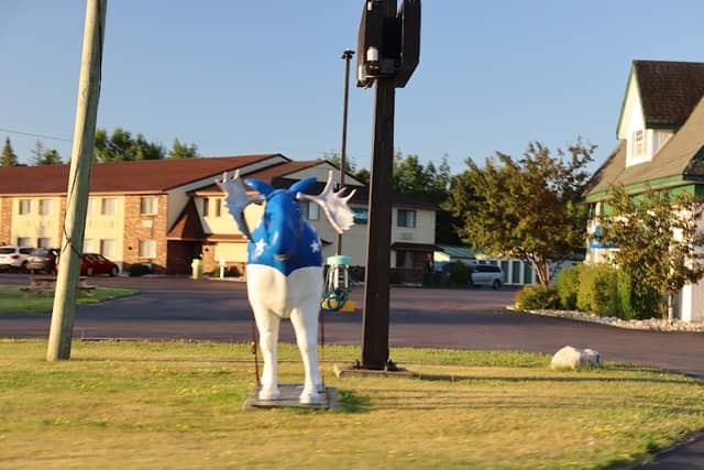 All American Moose - Image 1