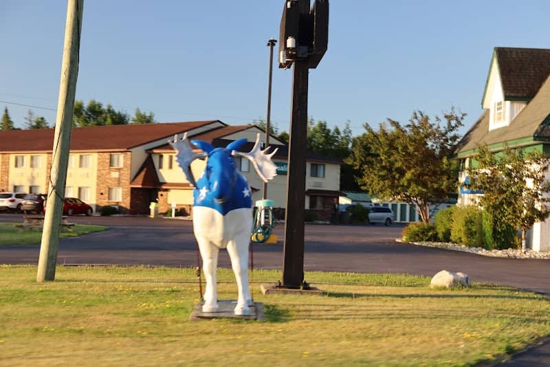 All American Moose - Image 1