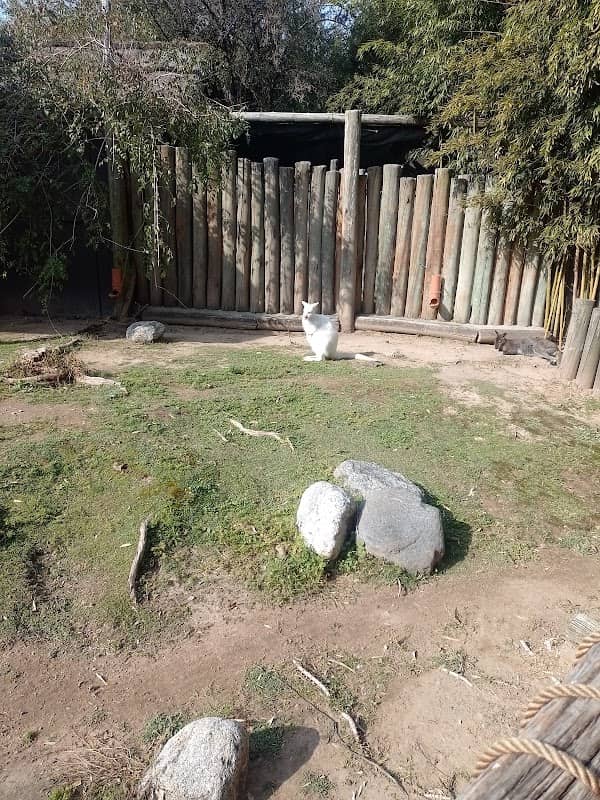 Wallabies - Image 1