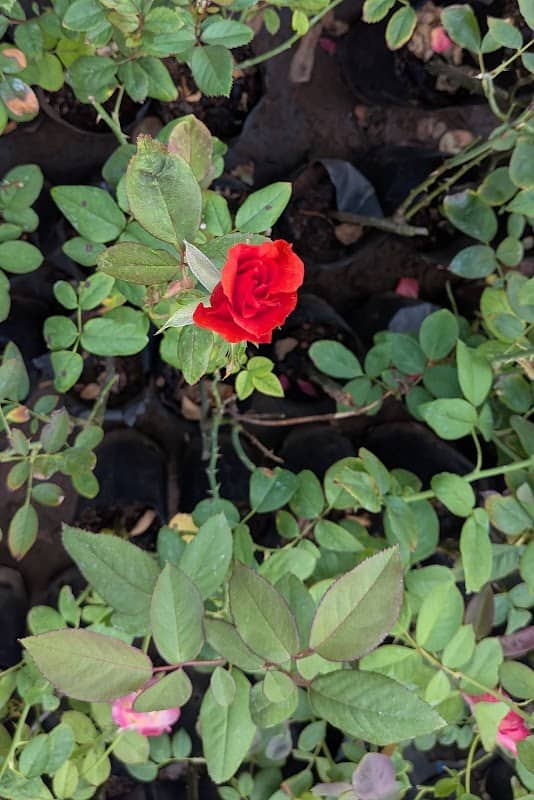 Baban Churi Rose Farm - Image 1