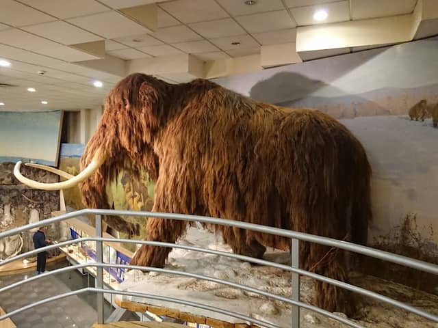 Mammoth Museum - Image 2