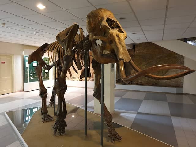 Mammoth Museum - Image 3