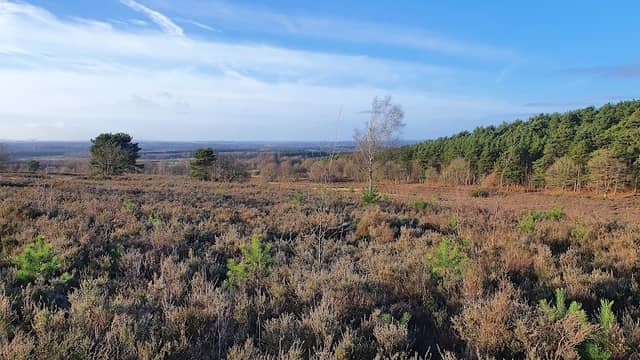 Shoal Hill Common - Image 1