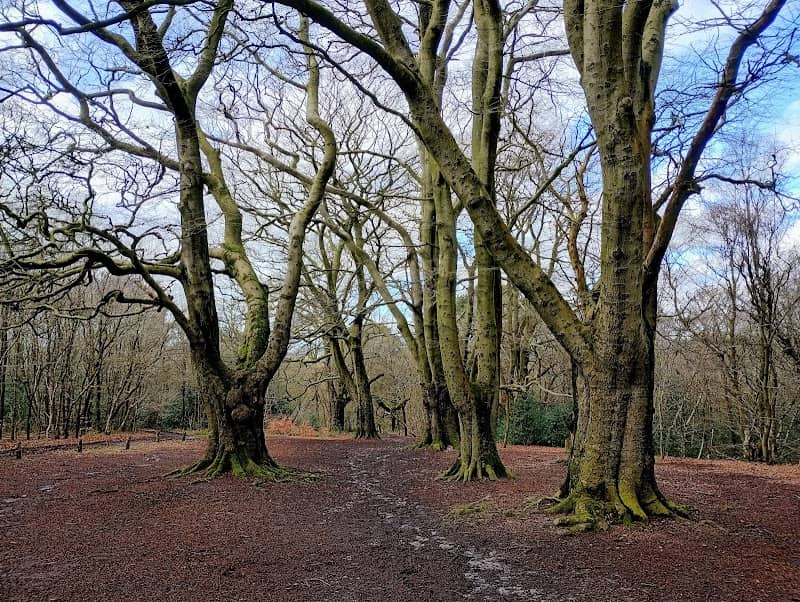 Shoal Hill Common - Image 2