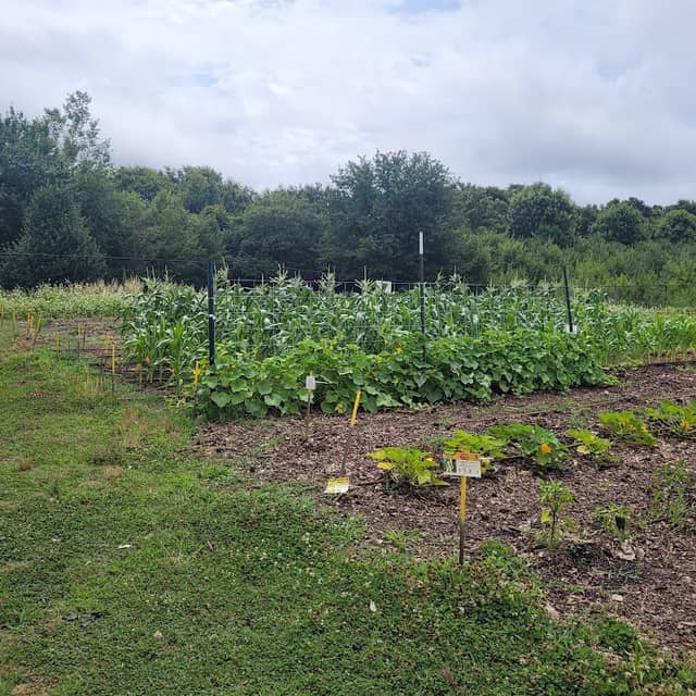 UGA Extension Rockdale County Plant-a-Row Demonstration Garden - Image 1