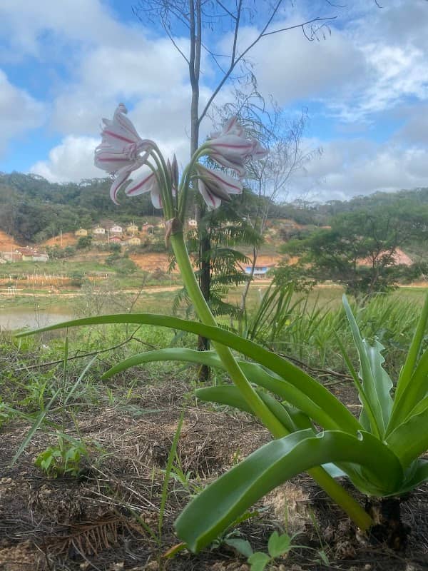 Lagoa Sardoá - Image 2